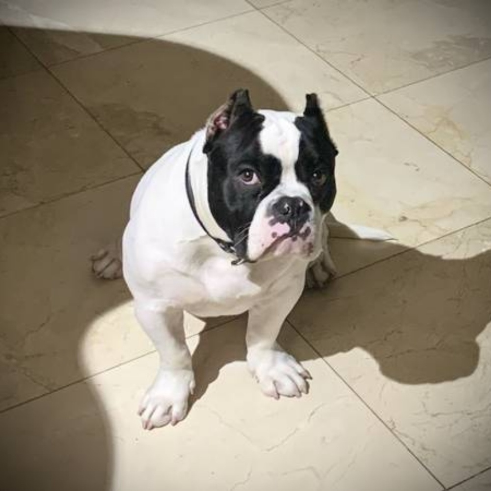 Meet your Posher, Roy